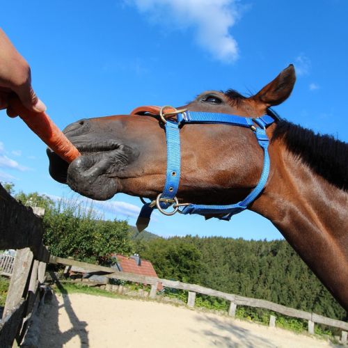 10 foods you should never give to a horse