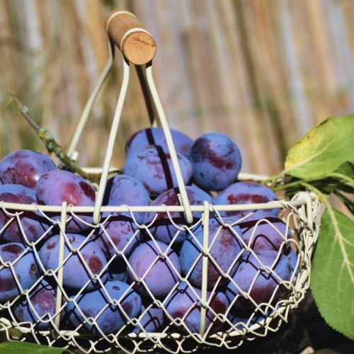 5 health benefits of plums