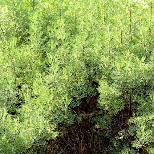 Aurone: the most effective plant against mosquitoes