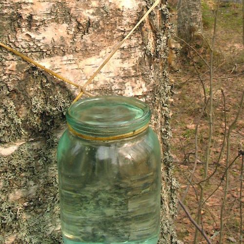 Birch sap cure: benefits and contraindications