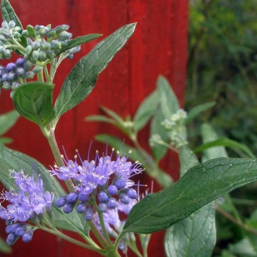 Caryopteris: A Beautiful Flowering Plant in Autumn