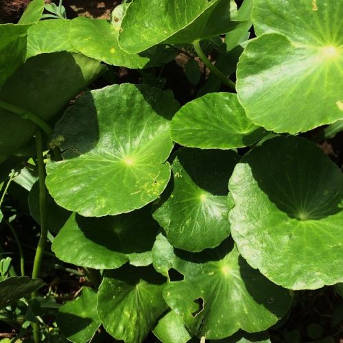 Centella asiatica: a plant with exceptional anti-aging properties.