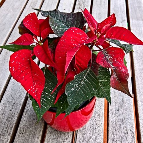 Christmas: 5 plants to offer for the holidays