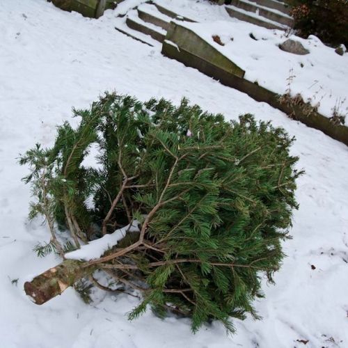 Christmas: How to Recycle Your Tree After the Holidays?