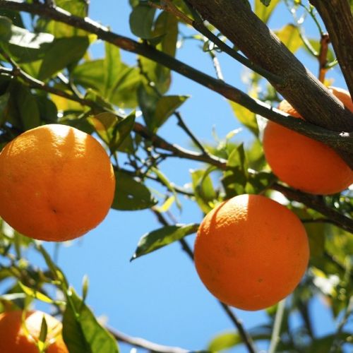 Climate: The orange tree zone expands in France.