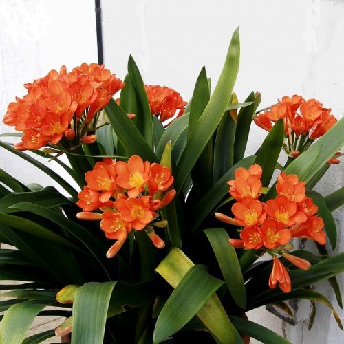 Clivia: How to Maintain and Encourage Blooming?