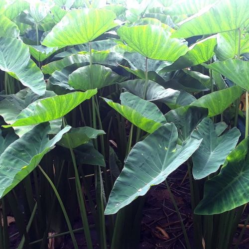 Colocasia: the elephant ear plant