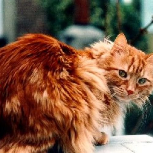 Coryza in cats: symptoms and prevention