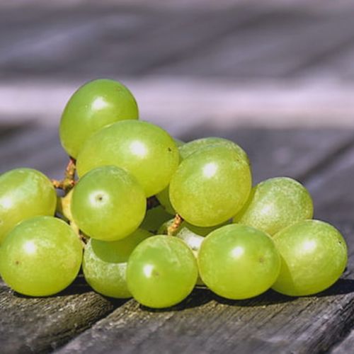 Cotton Candy Grapes: the incredible grape with a cotton candy flavor.