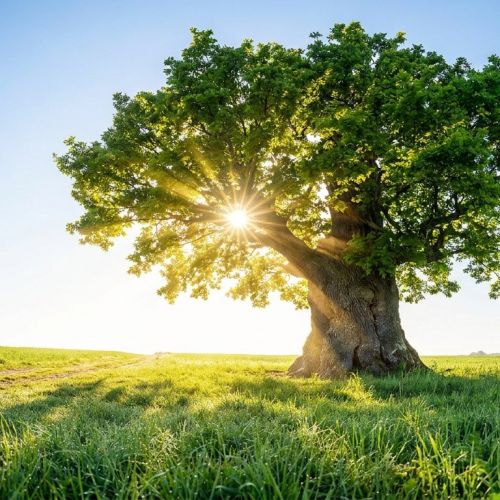 Do trees really absorb CO2? Myth and reality of the forest carbon balance.