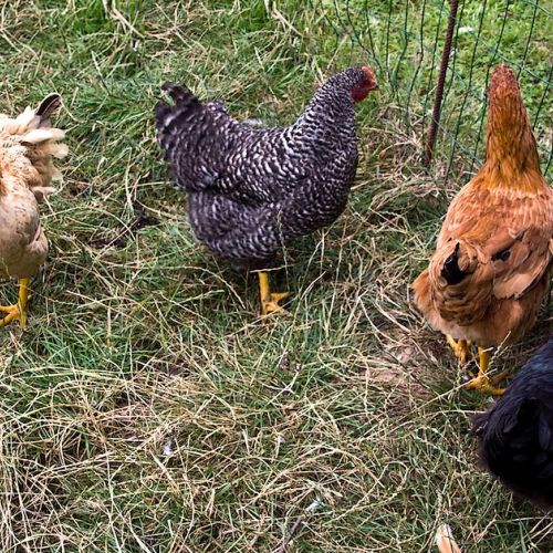 Domestic chickens: their behavior decoded in 6 questions.