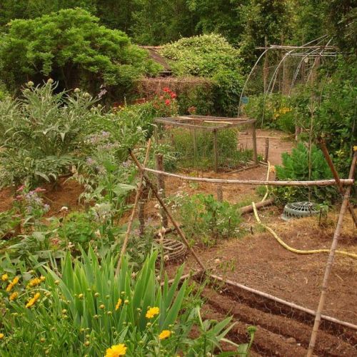 Drought: how to prepare your vegetable garden for a dry spell?