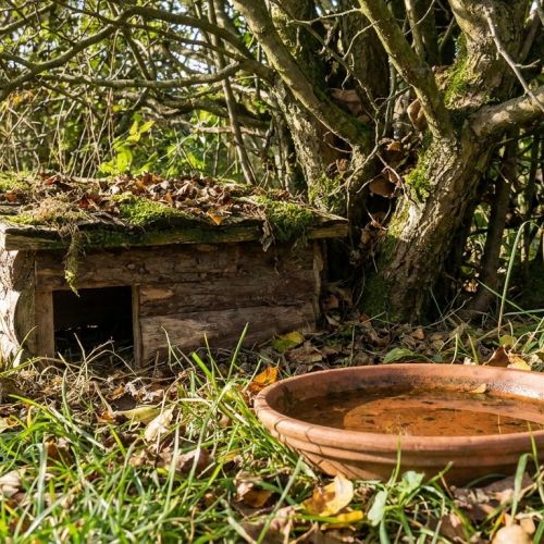 Ecological gardening: how to welcome wildlife and wild plants into your garden.
