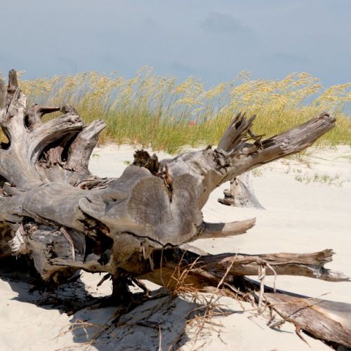 Environment: not everything is allowed on the beach