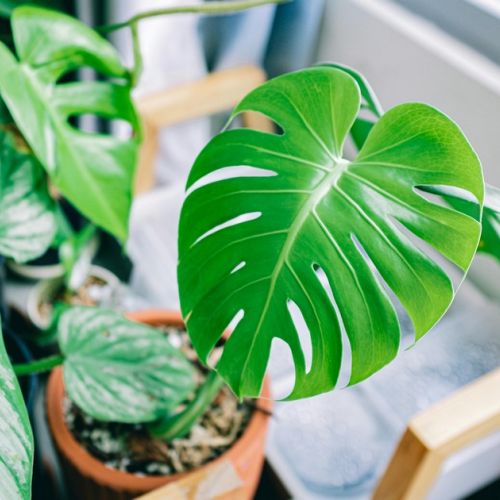 Fertilizing Potted Plants in 5 Questions