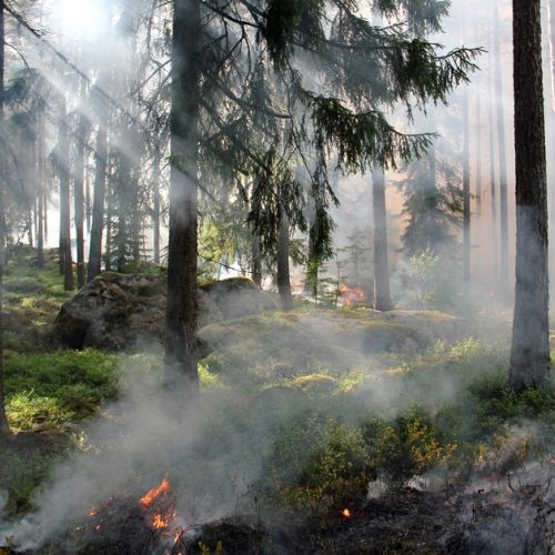 Fire prevention: Météo France launches a forest weather forecast.