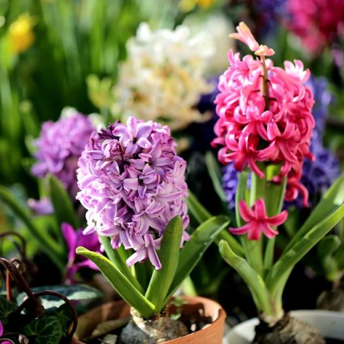 Flower Bulbs: 5 Tips to Make Them Bloom Again