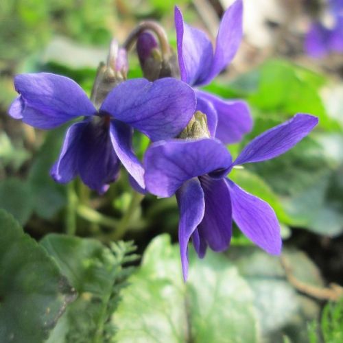 Flowers: 8 things to know about violets