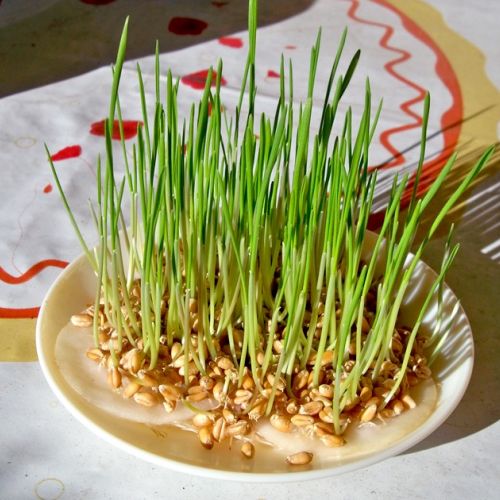 For Saint Barbara's Day, sow wheat and lentils