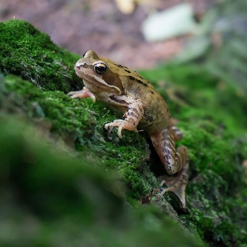 Frog in the garden: what to do?