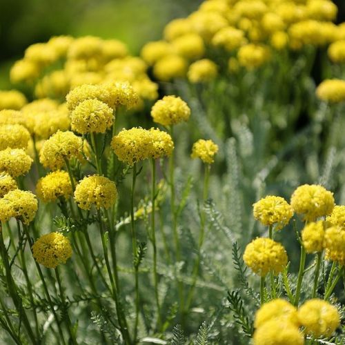 Garden: 5 drought-resistant flowering plants