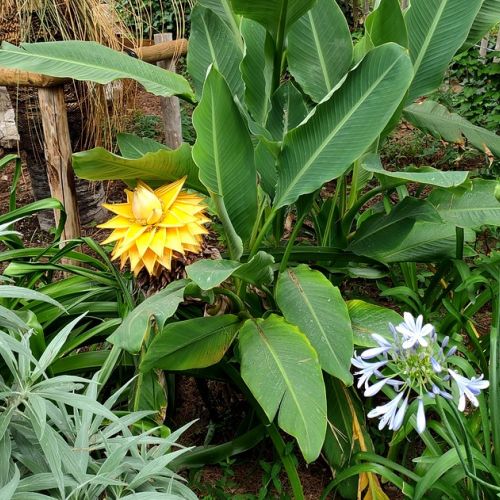 Garden: 5 good reasons to adopt the golden lotus dwarf banana tree.