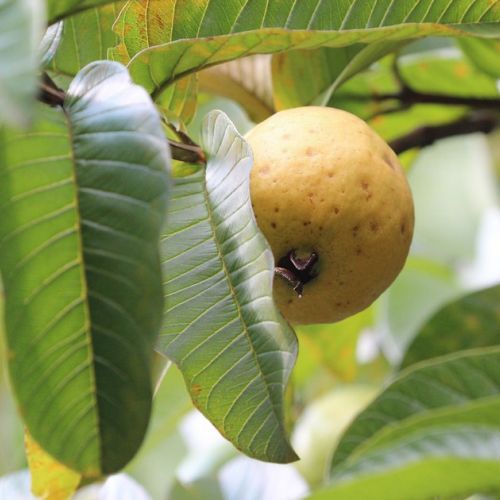 Garden: 5 Good Reasons to Plant a Guava Tree