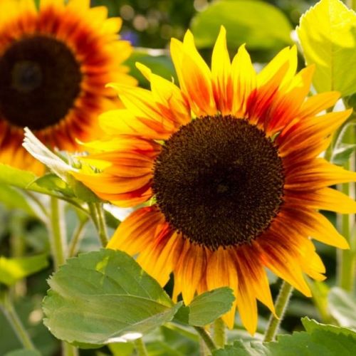 Garden: 5 good reasons to plant sunflowers