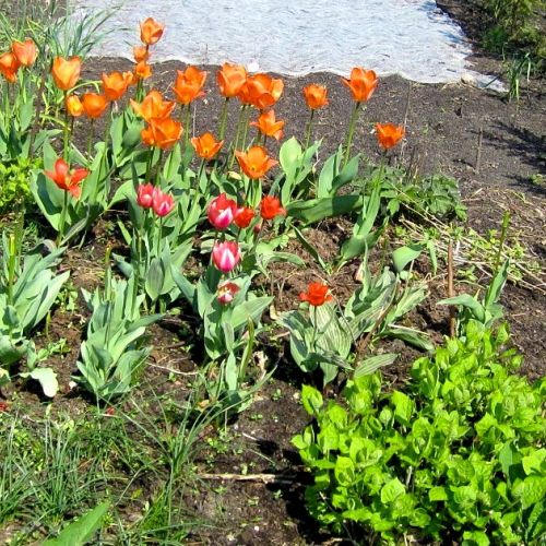 Garden: 5 good reasons to put flowers in your garden