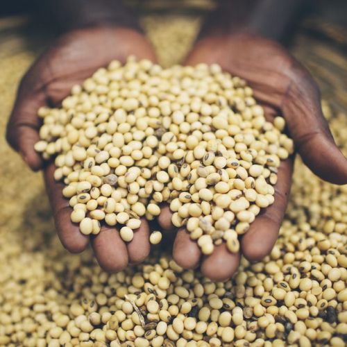 Garden: 5 things you need to know about farmers' seeds