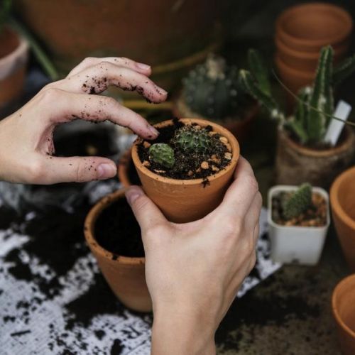 Garden: 5 Tips to Protect Pots from Frost