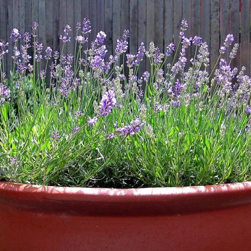 Garden: Planting Lavender in 5 Questions