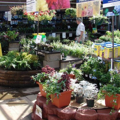 Garden center purchases: how to choose your plants?