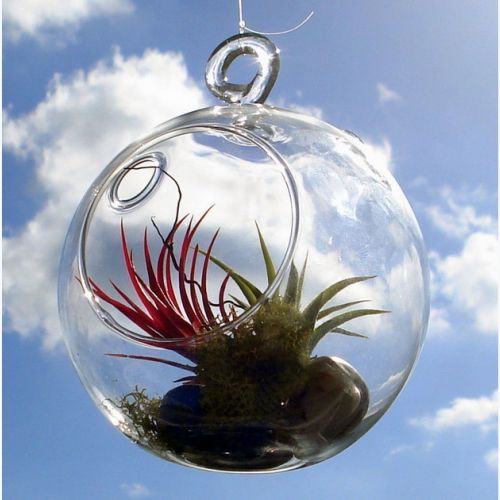 Gardening: caring for a tillandsia in 5 questions