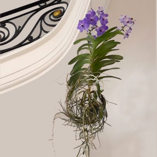 Gardening: what is an epiphytic plant?
