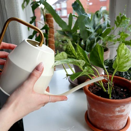Gardening: what water for indoor plants?