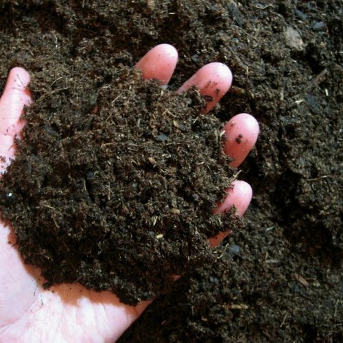 Gardening: why you should avoid using peat