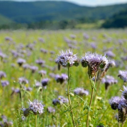 Green manure: definition, sowing and benefits.