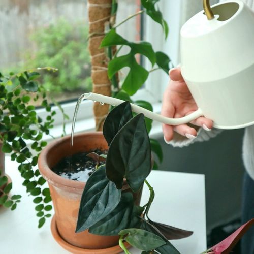 Green plants: how to take care of them during the heat wave?