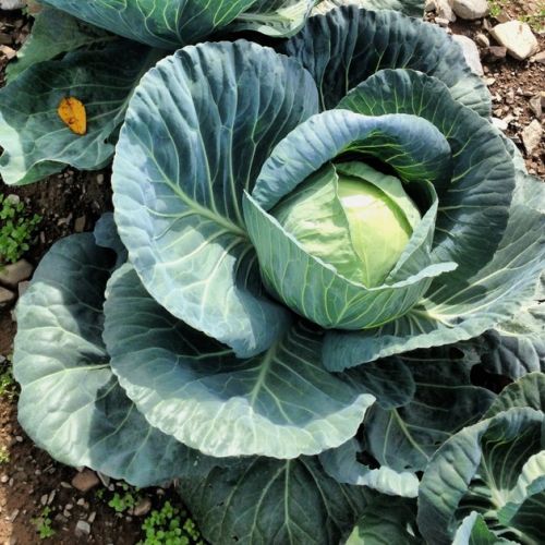 Growing cabbage: what are the different varieties?