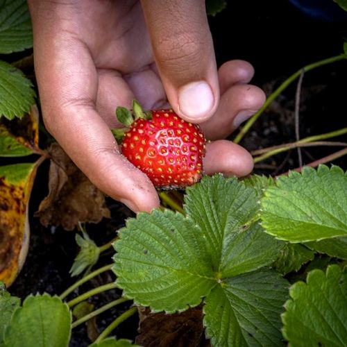 Growing Strawberries in 7 Questions