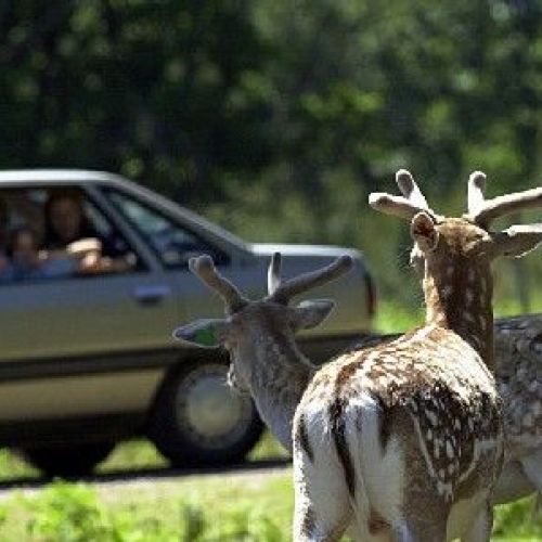 Haute-Touche Reserve: the largest wildlife park in France