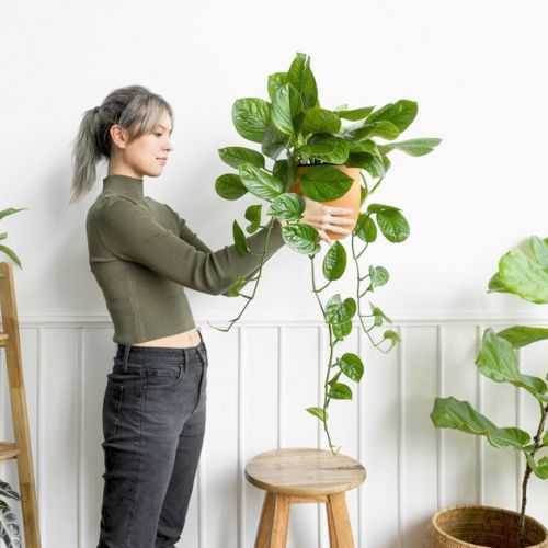 Heat: indoor plants to cool the house