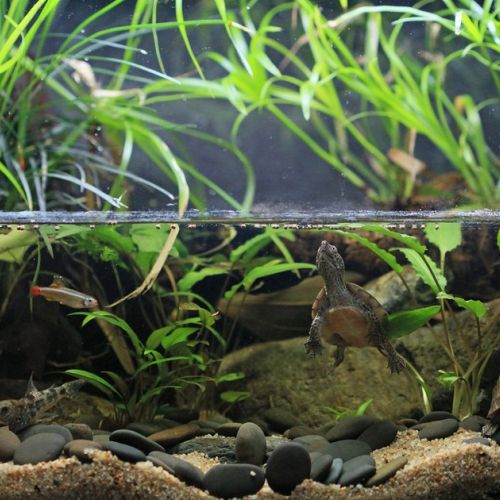 Hobbies : create a paludarium in 5 questions