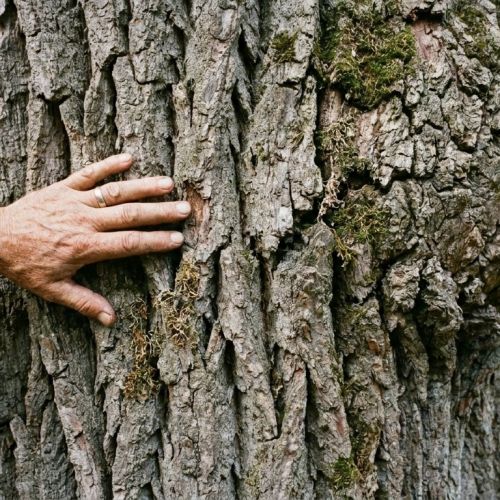 How long do trees live? The incredible longevity of beech and oak trees.