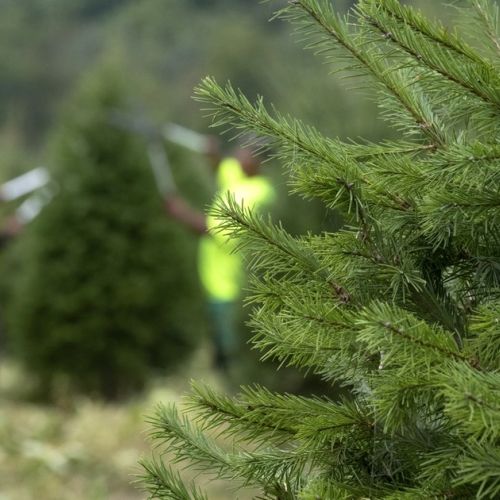 How to Choose a Christmas Tree in 3 Questions