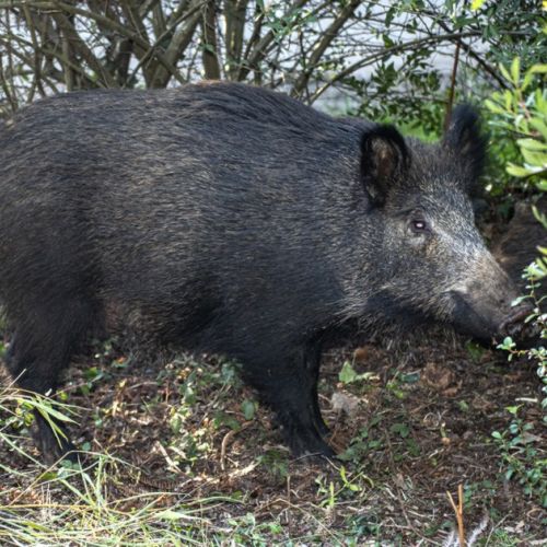 How to protect your garden from wild boars?