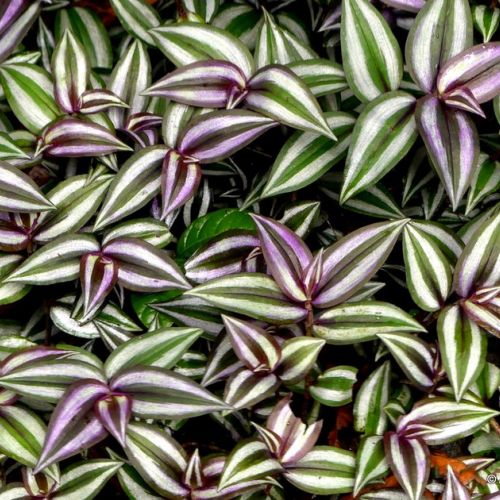 How to take care of a tradescantia or wandering jew?