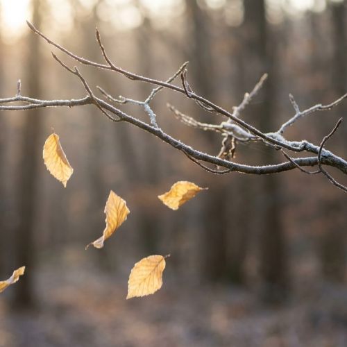 How trees survive winter: the great secret of winter dormancy.
