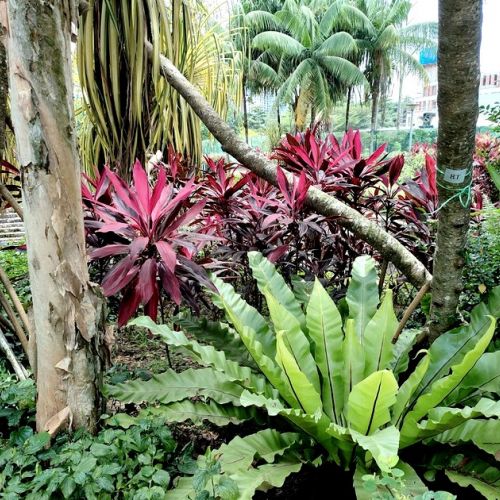 Jungle Garden: 5 Plants to Follow This Trend